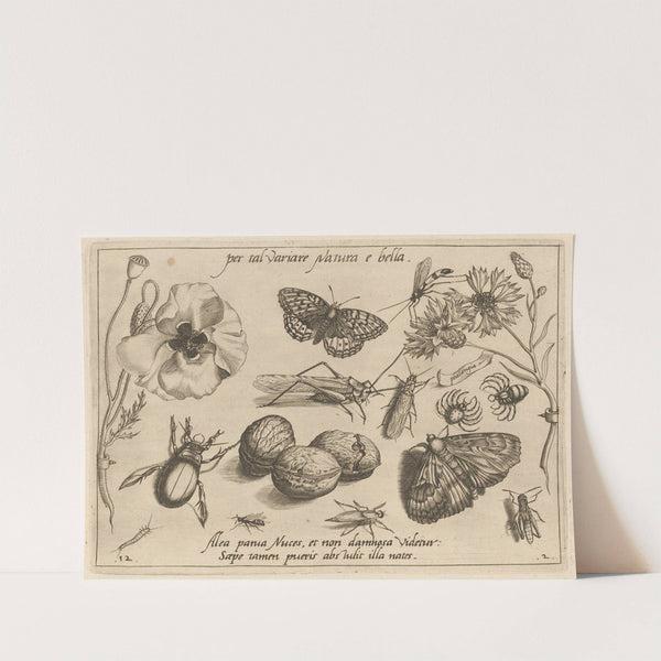 Archetypa studiaque patris Georgii Hoefnagelii Pl.16 (1592) by Joris Hoefnagel