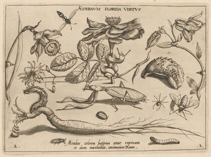 Archetypa studiaque patris Georgii Hoefnagelii Pl.17 (1592)