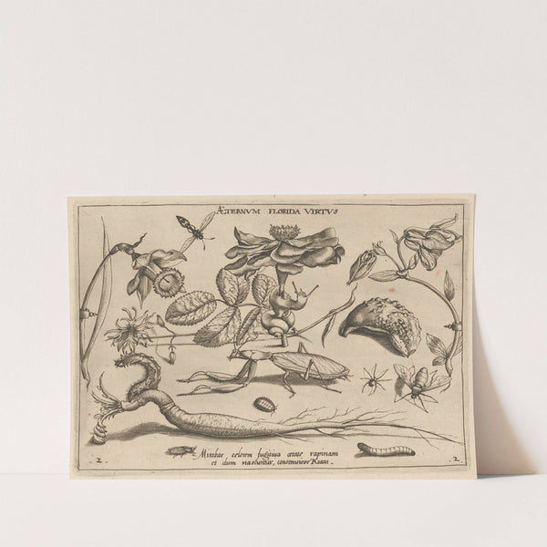 Archetypa studiaque patris Georgii Hoefnagelii Pl.17 (1592) by Joris Hoefnagel