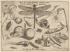 Archetypa studiaque patris Georgii Hoefnagelii Pl.18 (1592)