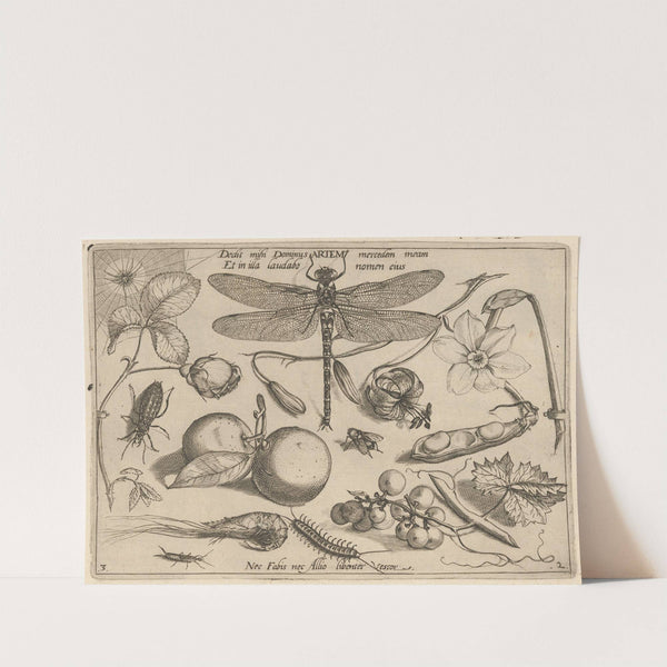 Archetypa studiaque patris Georgii Hoefnagelii Pl.18 (1592) by Joris Hoefnagel