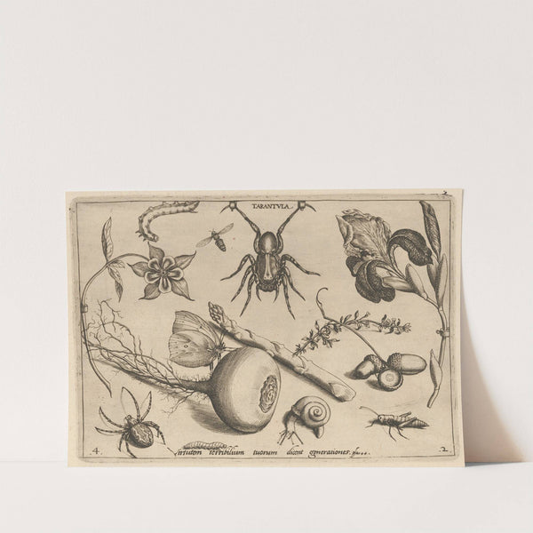 Archetypa studiaque patris Georgii Hoefnagelii Pl.19 (1592) by Joris Hoefnagel