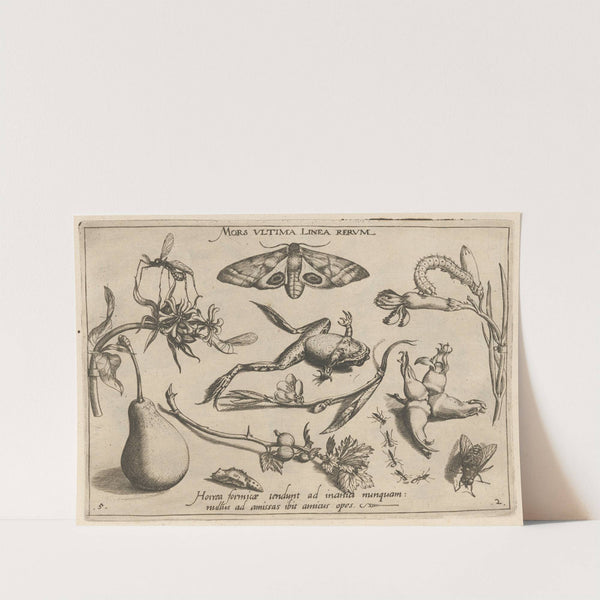 Archetypa studiaque patris Georgii Hoefnagelii Pl.20 (1592) by Joris Hoefnagel