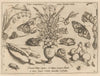 Archetypa studiaque patris Georgii Hoefnagelii Pl.21 (1592)