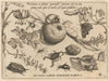 Archetypa studiaque patris Georgii Hoefnagelii Pl.22 (1592)