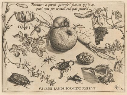 Archetypa studiaque patris Georgii Hoefnagelii Pl.22 (1592)