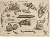 Archetypa studiaque patris Georgii Hoefnagelii Pl.23 (1592)