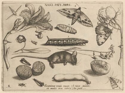 Archetypa studiaque patris Georgii Hoefnagelii Pl.23 (1592)