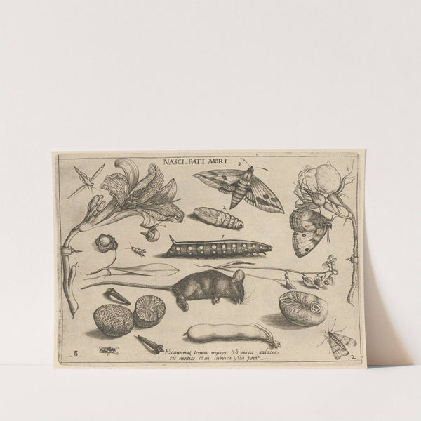 Archetypa studiaque patris Georgii Hoefnagelii Pl.23 (1592) by Joris Hoefnagel