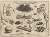 Archetypa studiaque patris Georgii Hoefnagelii Pl.24 (1592)