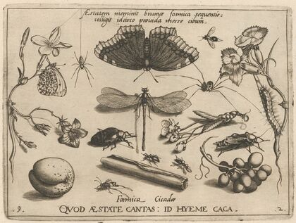 Archetypa studiaque patris Georgii Hoefnagelii Pl.24 (1592)