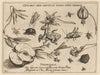 Archetypa studiaque patris Georgii Hoefnagelii Pl.27 (1592)
