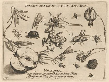 Archetypa studiaque patris Georgii Hoefnagelii Pl.27 (1592)