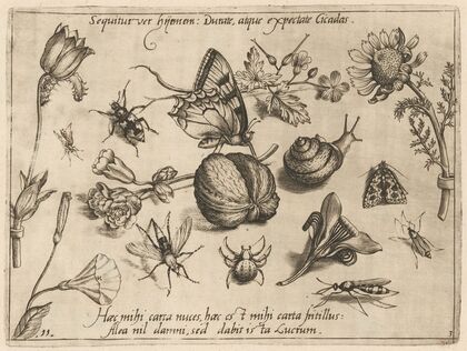 Archetypa studiaque patris Georgii Hoefnagelii Pl.28 (1592)