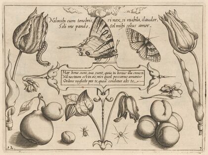 Archetypa studiaque patris Georgii Hoefnagelii Pl.29 (1592)