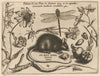 Archetypa studiaque patris Georgii Hoefnagelii Pl.30 (1592)