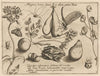 Archetypa studiaque patris Georgii Hoefnagelii Pl.31 (1592)