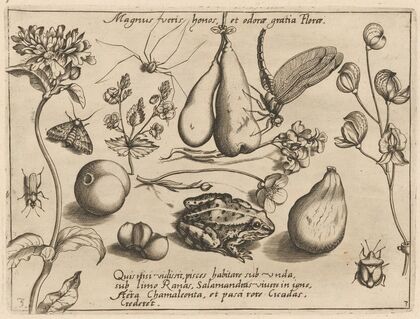 Archetypa studiaque patris Georgii Hoefnagelii Pl.31 (1592)