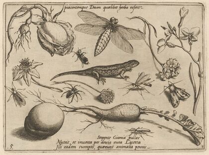 Archetypa studiaque patris Georgii Hoefnagelii Pl.33 (1592)