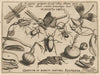 Archetypa studiaque patris Georgii Hoefnagelii Pl.34 (1592)