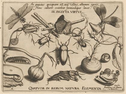 Archetypa studiaque patris Georgii Hoefnagelii Pl.34 (1592)