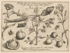 Archetypa studiaque patris Georgii Hoefnagelii Pl.35 (1592)
