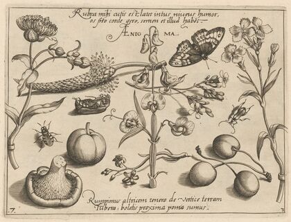 Archetypa studiaque patris Georgii Hoefnagelii Pl.35 (1592)