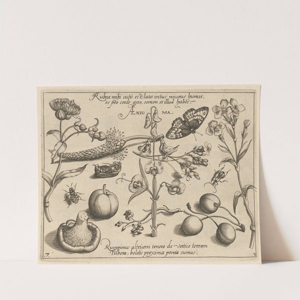 Archetypa studiaque patris Georgii Hoefnagelii Pl.35 (1592) by Joris Hoefnagel