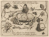 Archetypa studiaque patris Georgii Hoefnagelii Pl.36 (1592)