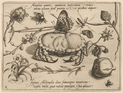 Archetypa studiaque patris Georgii Hoefnagelii Pl.36 (1592)