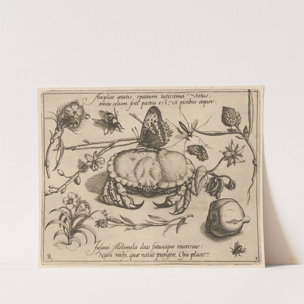 Archetypa studiaque patris Georgii Hoefnagelii Pl.36 (1592) by Joris Hoefnagel