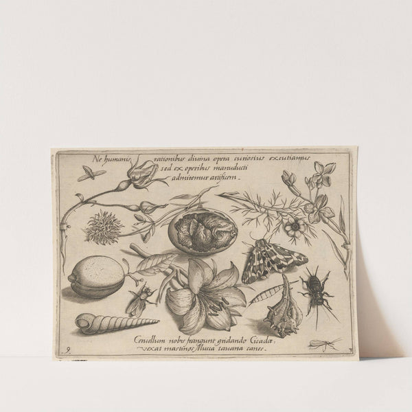 Archetypa studiaque patris Georgii Hoefnagelii Pl.37 (1592) by Joris Hoefnagel