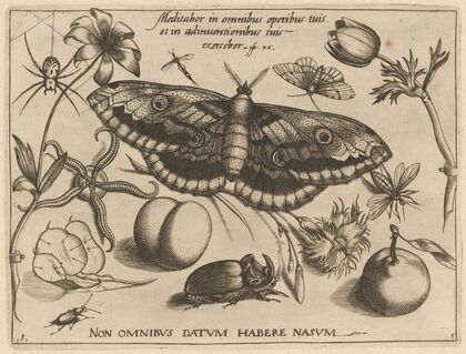 Archetypa studiaque patris Georgii Hoefnagelii Pl.38 (1592)