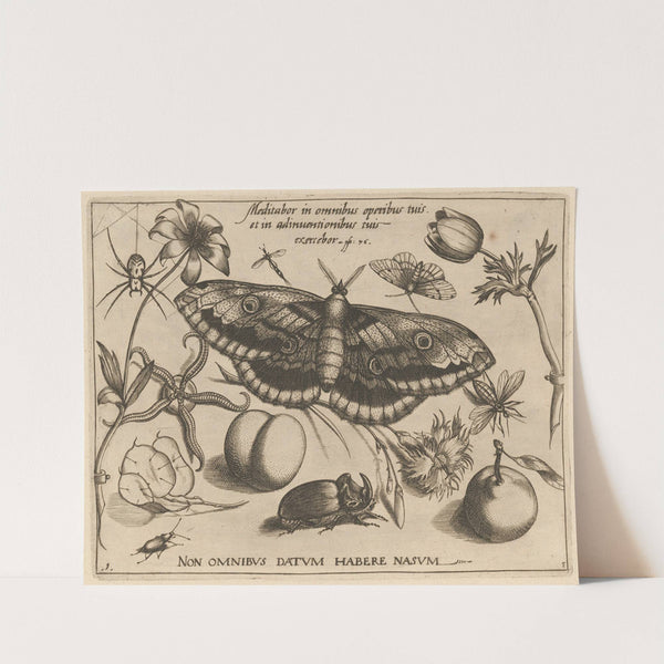 Archetypa studiaque patris Georgii Hoefnagelii Pl.38 (1592) by Joris Hoefnagel