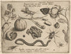 Archetypa studiaque patris Georgii Hoefnagelii Pl.40 (1592)