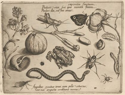 Archetypa studiaque patris Georgii Hoefnagelii Pl.40 (1592)