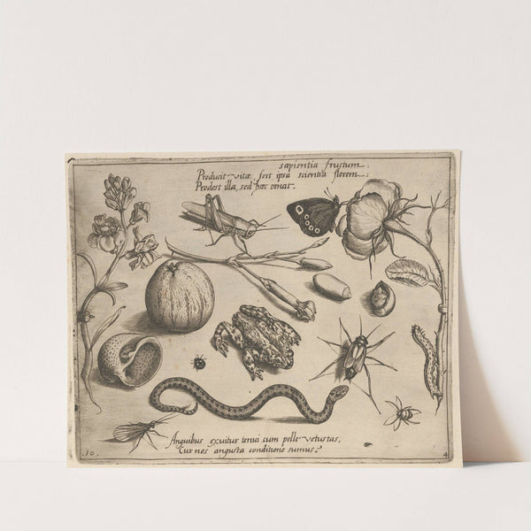 Archetypa studiaque patris Georgii Hoefnagelii Pl.40 (1592) by Joris Hoefnagel