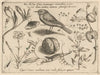 Archetypa studiaque patris Georgii Hoefnagelii Pl.41 (1592)