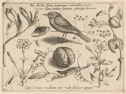 Archetypa studiaque patris Georgii Hoefnagelii Pl.41 (1592)
