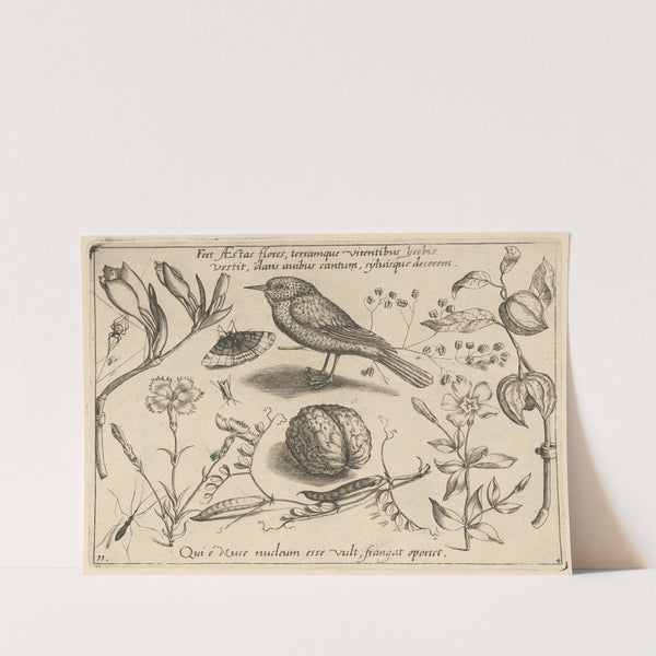 Archetypa studiaque patris Georgii Hoefnagelii Pl.41 (1592) by Joris Hoefnagel