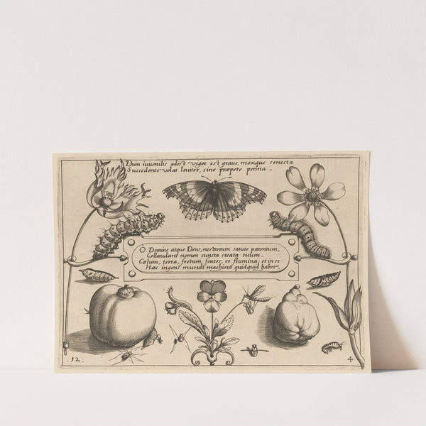 Archetypa studiaque patris Georgii Hoefnagelii Pl.42 (1592) by Joris Hoefnagel