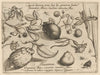 Archetypa studiaque patris Georgii Hoefnagelii Pl.43 (1592)
