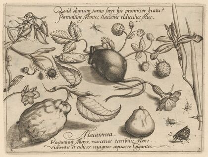 Archetypa studiaque patris Georgii Hoefnagelii Pl.43 (1592)