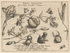 Archetypa studiaque patris Georgii Hoefnagelii Pl.44 (1592)