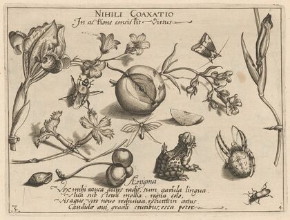 Archetypa studiaque patris Georgii Hoefnagelii Pl.44 (1592)