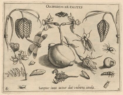 Archetypa studiaque patris Georgii Hoefnagelii Pl.45 (1592)