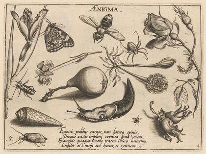 Archetypa studiaque patris Georgii Hoefnagelii Pl.46 (1592)
