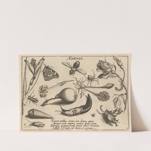 Archetypa studiaque patris Georgii Hoefnagelii Pl.46 (1592) by Joris Hoefnagel