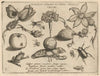 Archetypa studiaque patris Georgii Hoefnagelii Pl.47 (1592)
