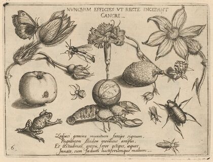 Archetypa studiaque patris Georgii Hoefnagelii Pl.47 (1592)